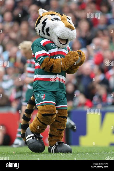 Leicester tigers mascot welford hi-res stock photography and images - Alamy