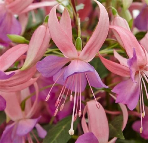 Fuchsia Trailing Hybrida Leonita Pink-Lilac Plug Plants Pack x6 - South ...
