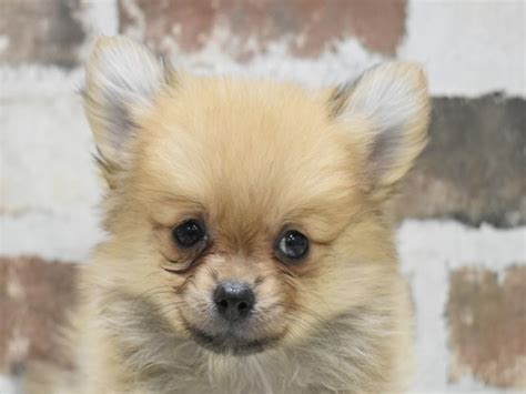 新瑞橋駅愛知県のペットショップを探す子犬や子猫探しならpetmi