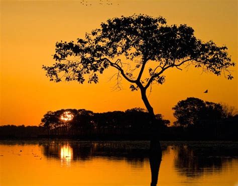 Sunrise In Louisiana Bayou
