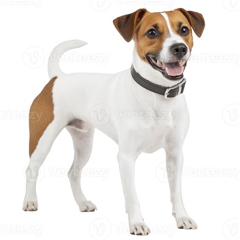 happy Jack Russell Terrier stands with wagging tail, showcasing its