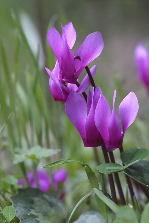 Les Cyclamens Sauvages Photo Et Image Fleurs Bonifacio Nature