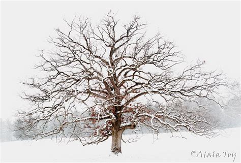 Burr Oak In Winter Storm By Atala Toy Nature Spirit Photographer