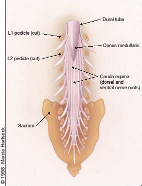 Spinal Cord And Spinal Nuclei Lamina Flashcards Quizlet