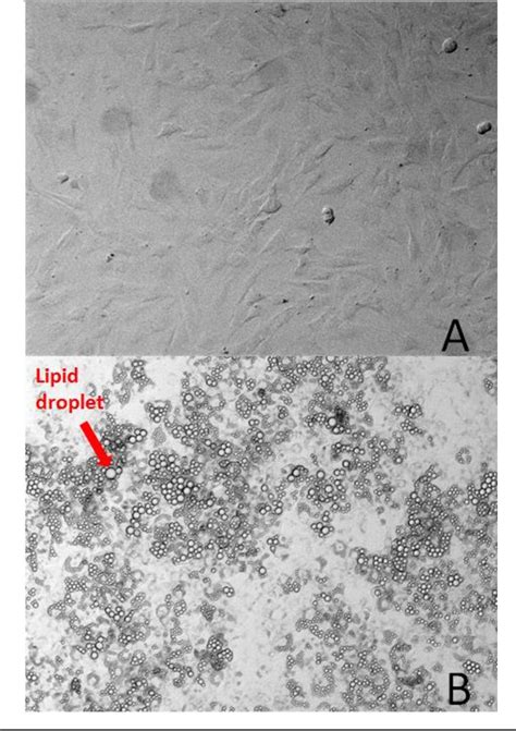 figure   double knockout  munc    munc   reduces