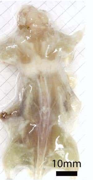 Detergent Treatment Turns A Mouse See Through New Scientist