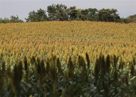 Impulsan producción de sorgo en Puebla El Heraldo de Puebla