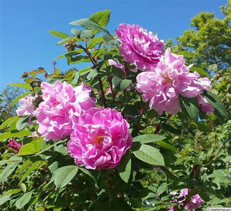 Роза Тереза Багнет Фото И Описание – Telegraph