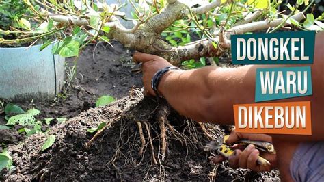 Dongkel Bahan Bonsai Waru Di Kebun Ground Bonsai Instagram Youtube