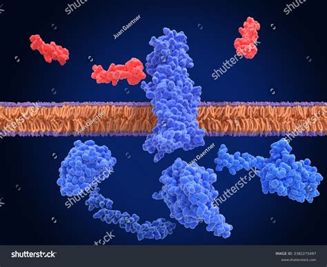 Glp Receptor Stock Photos And Pictures 192 Images Shutterstock