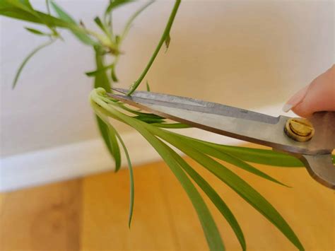 How To Propagate Spider Plants Step By Step With Pictures