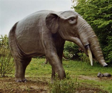 Gomphotherium Gomphotherium Mammalia Gomphotheriidae Early Miocene