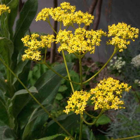 Patrinia scabiosifolia