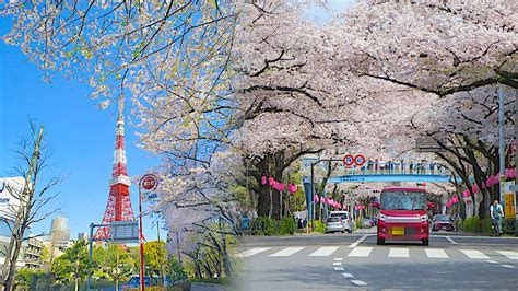 【2023賞櫻攻略】東京4大隱藏版賞櫻景點攻略！東京鐵塔櫻花絕景晴空塔附近櫻花公園 野營日本 Livelaughtravel