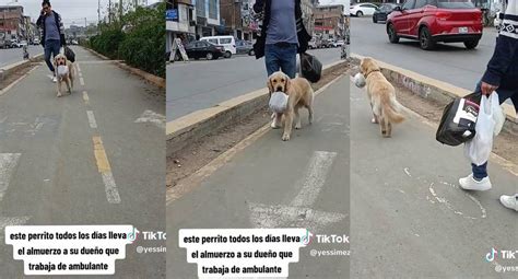 Perrito Enternece Las Redes Al Ser Captado Llevando Comida Para Su