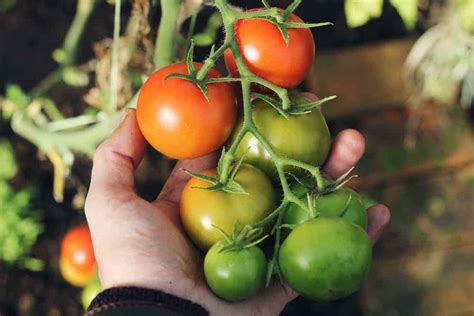 The Best Tomato Companion Plants Properly Rooted