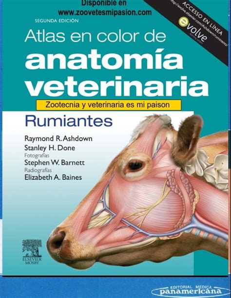 Libro Rumiantes Anatomy Veterinary Ebook