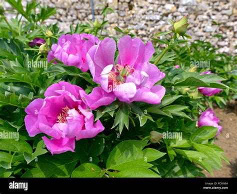 Closeup Purple Chinese Peonies Flowers Paeonia Lactiflora Stock Photo