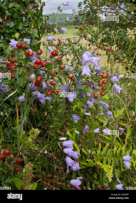 Hedgerow flowers and berries Stock Photo - Alamy