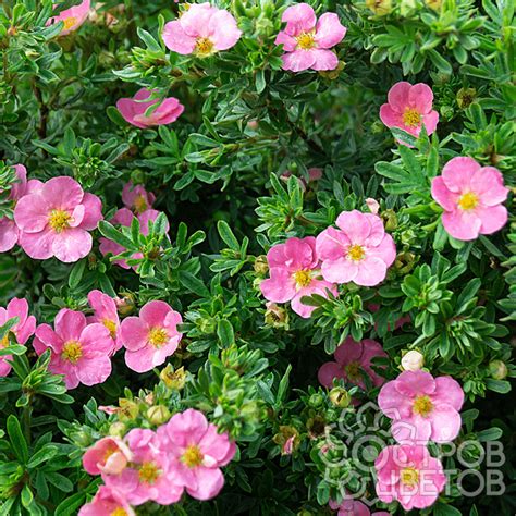 Лапчатка Пинк Бьюти - Саженцы кустарников в ассортименте | купить ...