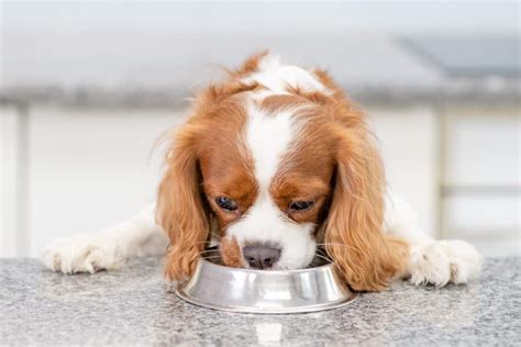 How Much To Feed A Cavalier King Charles Spaniel Puppy Adult Feeding