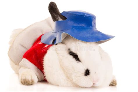 Rabbit Wearing A Straw Hat Stock Image Image Of Vertebrate 39621467