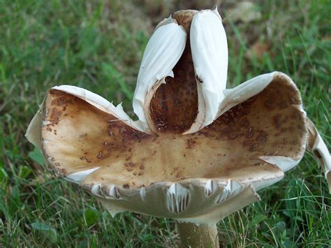 Mushroom Free Stock Photo Public Domain Pictures