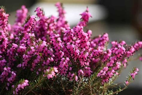 Guida Completa Per Piantare L Erica Come Quando E Dove Farlo Il