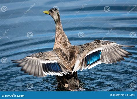 Mallard Duck Resting On The Cool Water With Wings Outstretched Stock