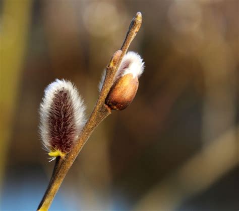 Goat Willow Great Sallow Pussy Free Photo On Pixabay