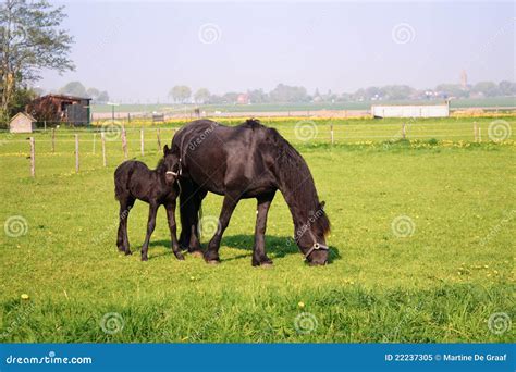 Horse and foal stock image. Image of little, grazing - 22237305