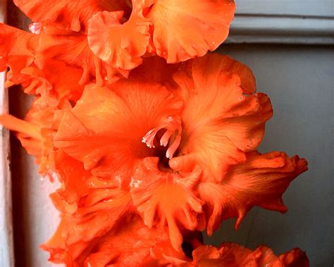 Гладиолус майя плисецкая (74 фото)