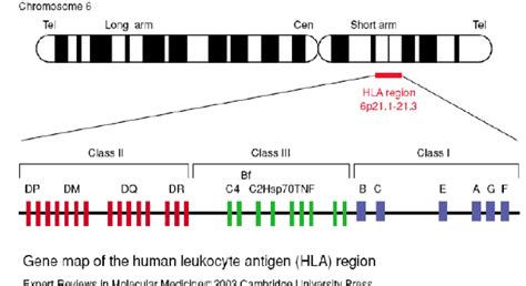 Gene Map Of The Human Leukocyte Antigen Hla Region The Hla Region Download Scientific