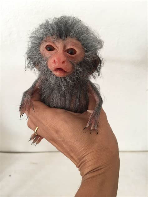 Full Grown Marmoset Monkey
