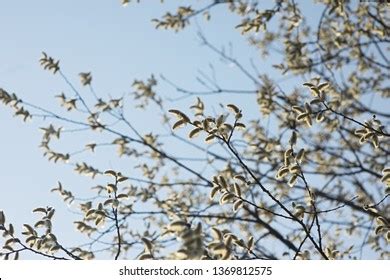 Pussy Willow Branches No Background Images Stock Photos Vectors Shutterstock