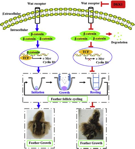 Schematic Showing The Effects Of The Wntb Catenin Signaling Pathway Download Scientific