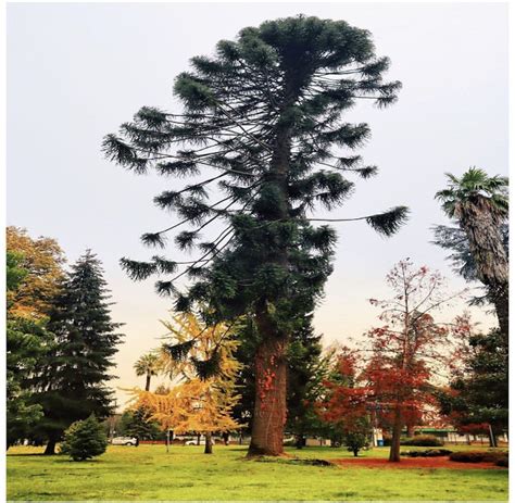 Araucaria Bidwillii Hook Flora Y Fauna Udec Chill N