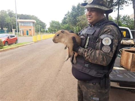 Batalhão Ambiental da Brigada Militar resgata animais silvestres de