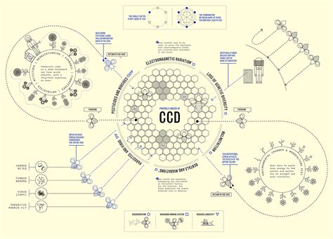 infographic  ccd  behance