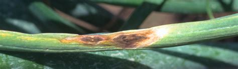 Purple Blotch And Stemphylium Leaf Blight Onion And Garlic