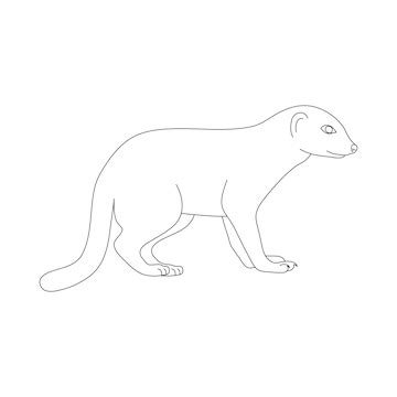 Premium Vector | Mongoose in line art drawing style Vector illustration