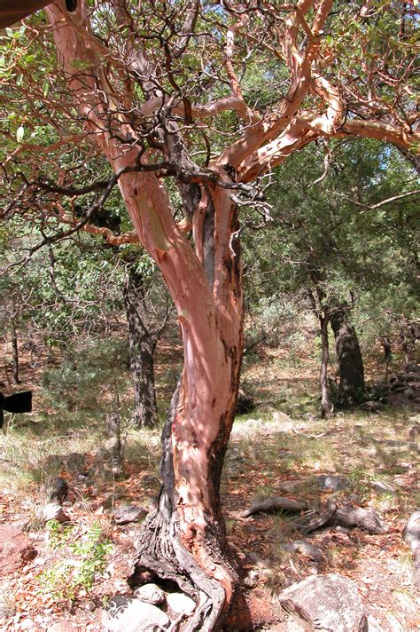 [Photograph of Madrone tree, Arbutus xalapensis] - The Portal to Texas ...