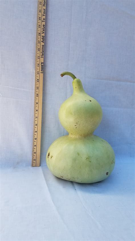 Gourd Seeds- Bottle, Mexican Water - The Gourd Barn