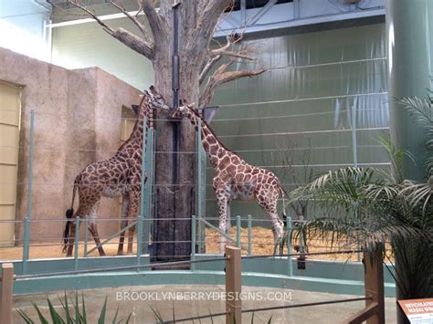 Visit The Calgary Zoo | Zoo, Calgary, Fun things to do