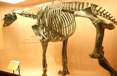 Hyracotherium skull | Fossil, Extinct animals, Fossils