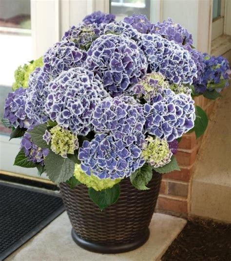 Гортензия крупнолистная Нью Тиволи Блю — Александра Руди на TenChat.ru