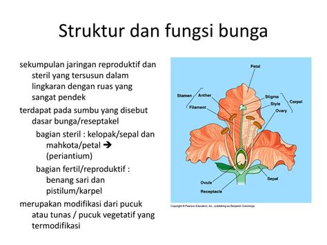 Apa Fungsi Bunga Pada Tumbuhan Perumperindo Co Id