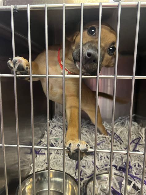 Montgomery Humane Society Adoptable Pets | Montgomery AL