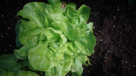 Grosse Blonde Paresseuse Non Bio