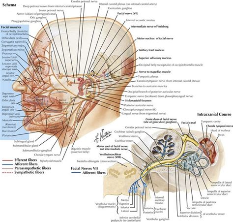 Cranial Nerve Vii 7 The Facial Nerve 47 Off